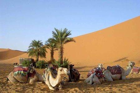 8 Days Tour Nomad Adventure Desert Camel Trekking From Marrakech Merzouga