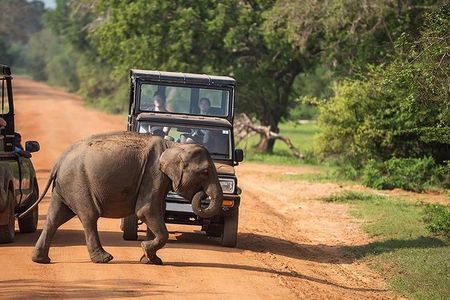 Udawalawe National park Safari From Galle/Mirissa/Weligama (All inclusive)