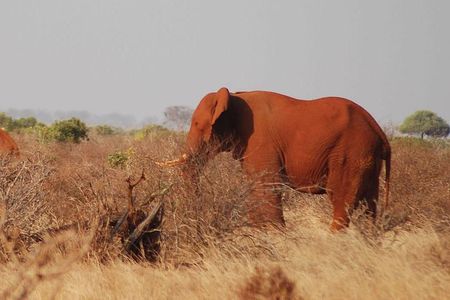 4 Days 3 Nights Mombasa, Tsavo, Amboseli Private Safari