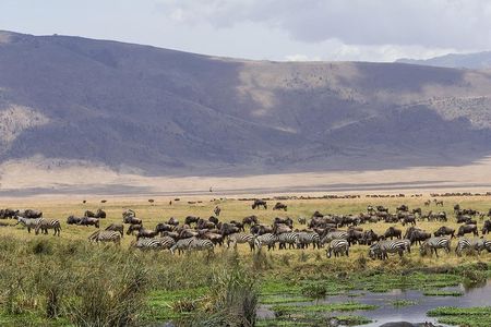 Tarangire & Ngorongoro Exclusive Safari