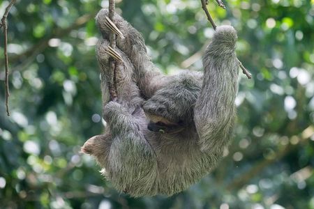Private Tenorio Rainforest Hanging Bridges and Sloth Encounter