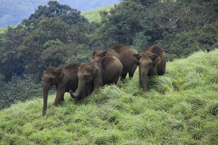  7 nights-Private tour Cochin/Munnar/Thekkady/Alleppey/Kovalam