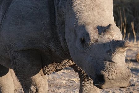 Moremi Day Trip (full day)