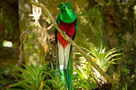 Birdwatching in Monteverde