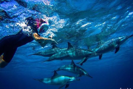 Snorkeling Trip At Satayh Dolphin Reef 