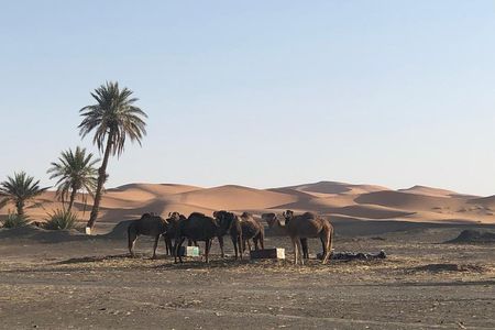 2 Days Zagoura Desert Trip from Marrakech - Camel Trek - Berber Tent