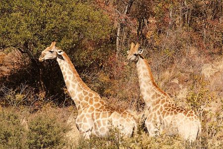 Pillanesburg National Park 2 Day Safari from Johannesburg