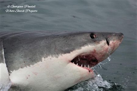 Half-Day White Shark Cage Diving from Gansbaai