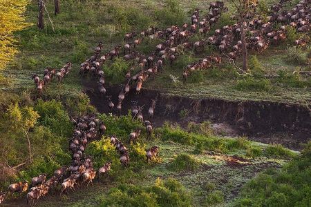 6Days Migration Safari