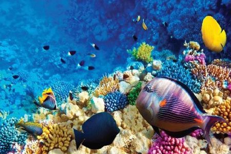 Full-Day Snorkeling Adventure in Ras Mohammed National Park