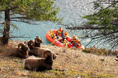 Athabasca River Easy Scenic Raft Trip