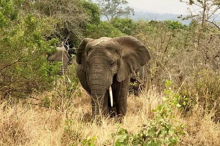 Akagera National Park Full Day Private Tour