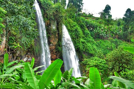2 Sipi Falls hike and Coffee Tour Experience