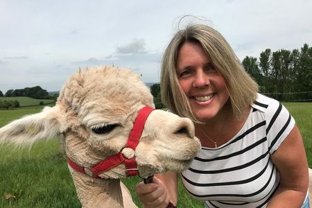 Walking with Alpacas