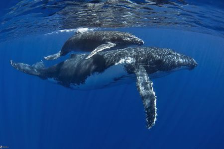Half day whale tour 4h00