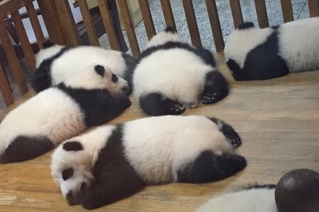 Private Day Tour to Chengdu Panda Base by Round-way Bullet Train from Xian