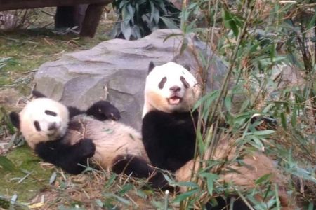 Private Day Tour to Chengdu Panda Base by Round-way Flight from Beijing