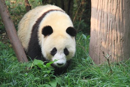 1-Day Chengdu Layover Tour: Panda Base, city central with Round Airport Transfer