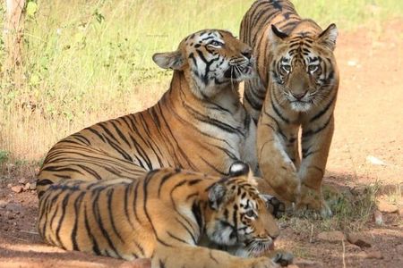Delhi Agra Jaipur Ranthambore Tigers 5 Days Tour From Delhi