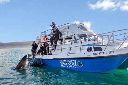 Shark Cage Diving - Adventure Meets Conservation!
