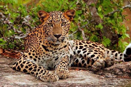 Jeep Safari to Yala National Park With an Expert Of Wild Life