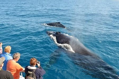 Mirissa Whale watching, Stilt Fishing & Turtle Tour From Colombo
