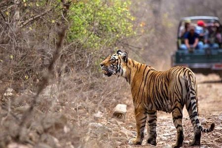 Jeep Safari-Ranthambore National Park 