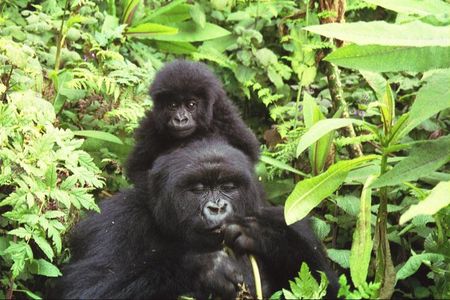 Safari to Bwindi Impenetrable Forest and Queen Elizabeth National Parks