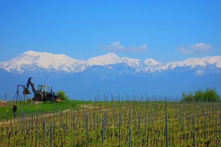 Wine Tour Qabala with Local Lunch