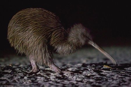 Stewart Island Wild Kiwi Encounter