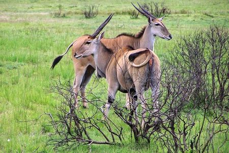 Day Trip to Selous National Park from Zanzibar or Dar es salaam