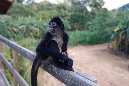 Half Day Roatan Sightseeing and Jungle Island Tour
