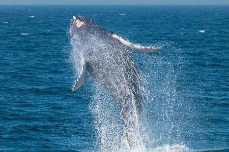 High Speed Zodiac Whale Watching Safari