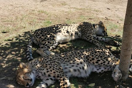Cheetah Outreach Tour Somerset West, Gordon's Bay and Strand Beaches 