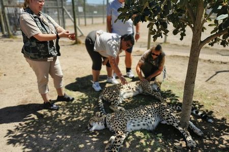 Cheetah Outreach Tour Somerset West, Gordon's Bay and Strand Beaches 