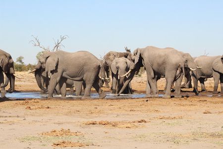4 Days 3 Nights Savuti Mobile Camping Safari