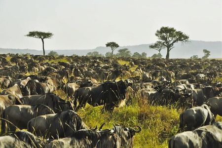 3 Days Maasai Mara safari