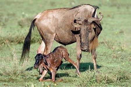 Experience A Taste of Local Life in Luxury Safari