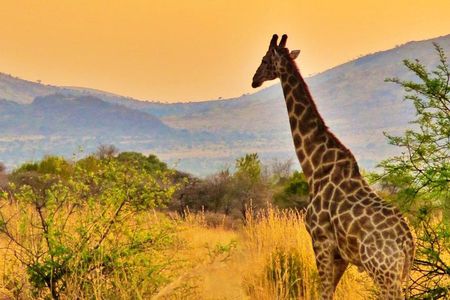 Full Day Ultimate Pilanesberg National Park Safari from Johannesburg or Pretoria