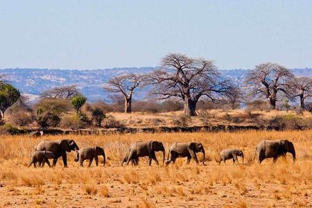 5 Days - Best Of Tanzania Northern Zone, Lodge Safari