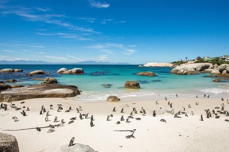 The Road Trip (Cape Point & Penguins) - Private Tour
