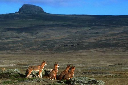 Trekking at Bale Mountains 3 Days