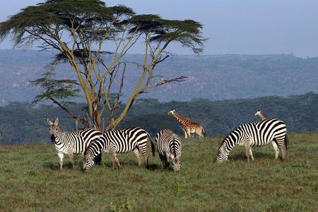 3 day Meru National Park Safari