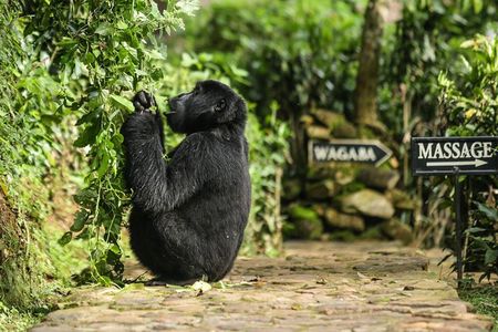 2-Day Gorilla Trek in Uganda