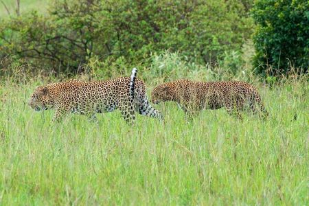 Masai Mara 3 Day Safari | Private 4WD Jeep Tour