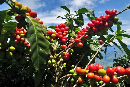Medellin Coffee Tour