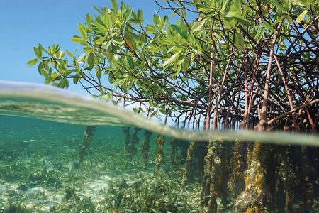 Key Largo Mangrove Private Eco-Tours