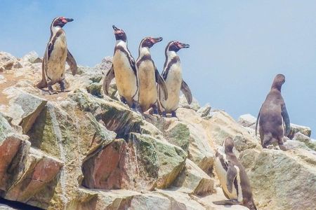 Full Day Paracas Ica and Huacachina from Lima All Included