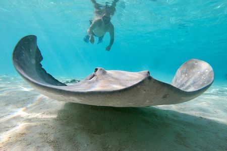 Private Boat Tour of Moorea Lagoon