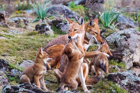 Bale Mountains National Park – 5 Day Tour